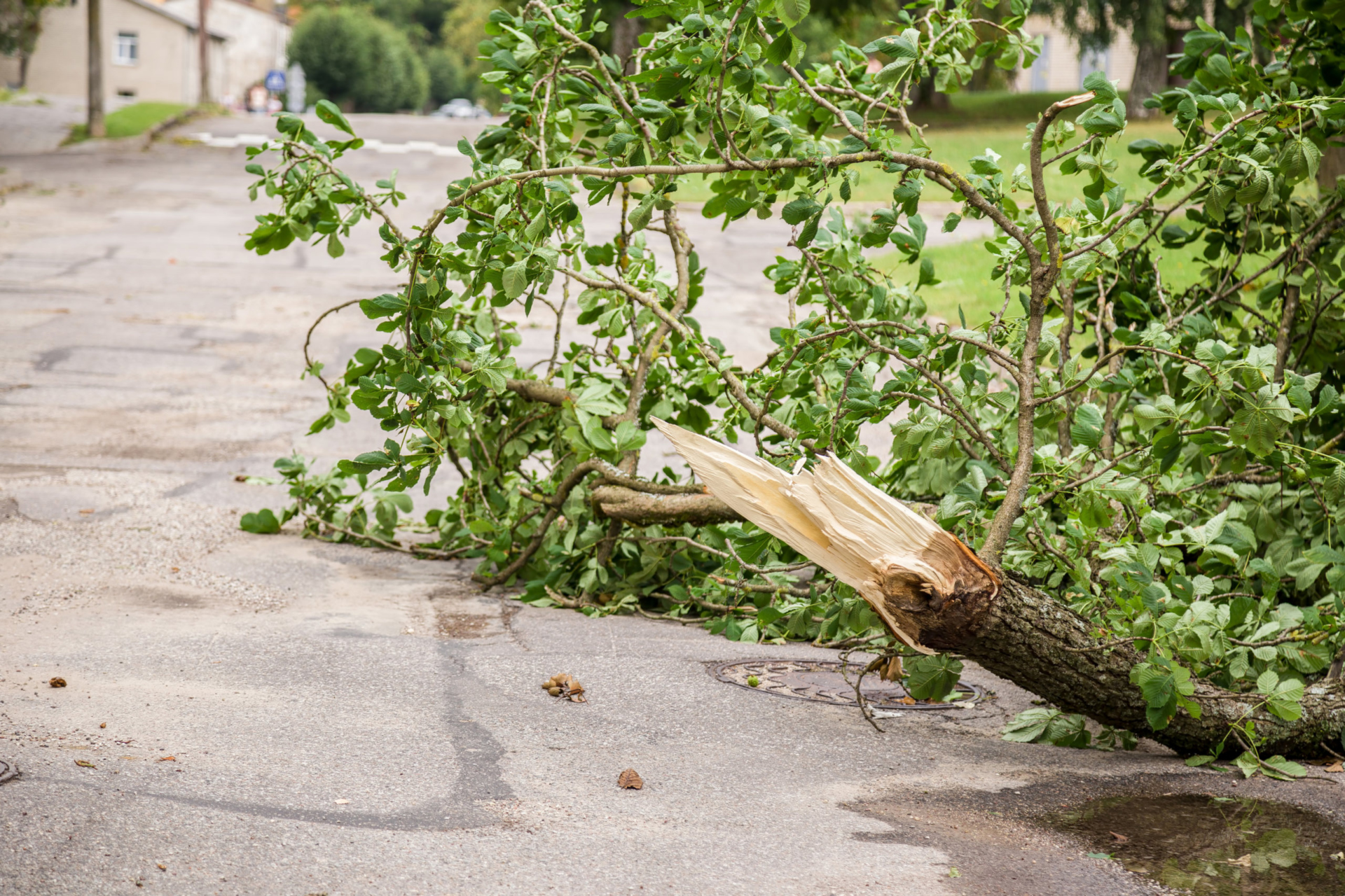 Signs that a tree may be dangerous