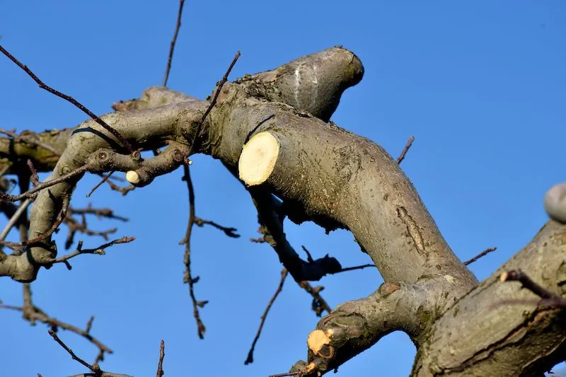 Pruning an apple tree