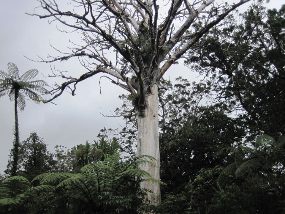 Mature tree being assessed for removal