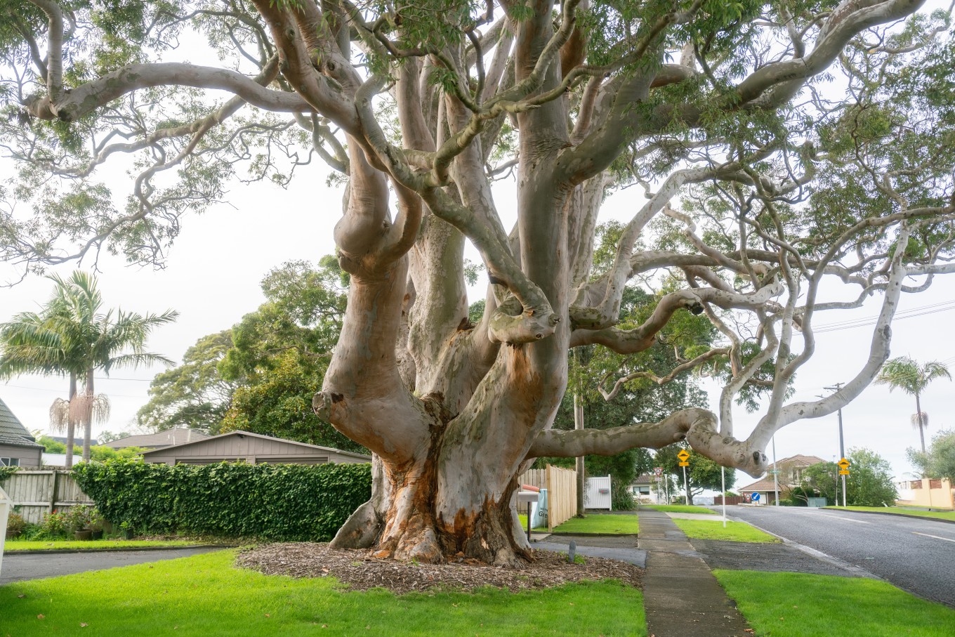 A large notable tree