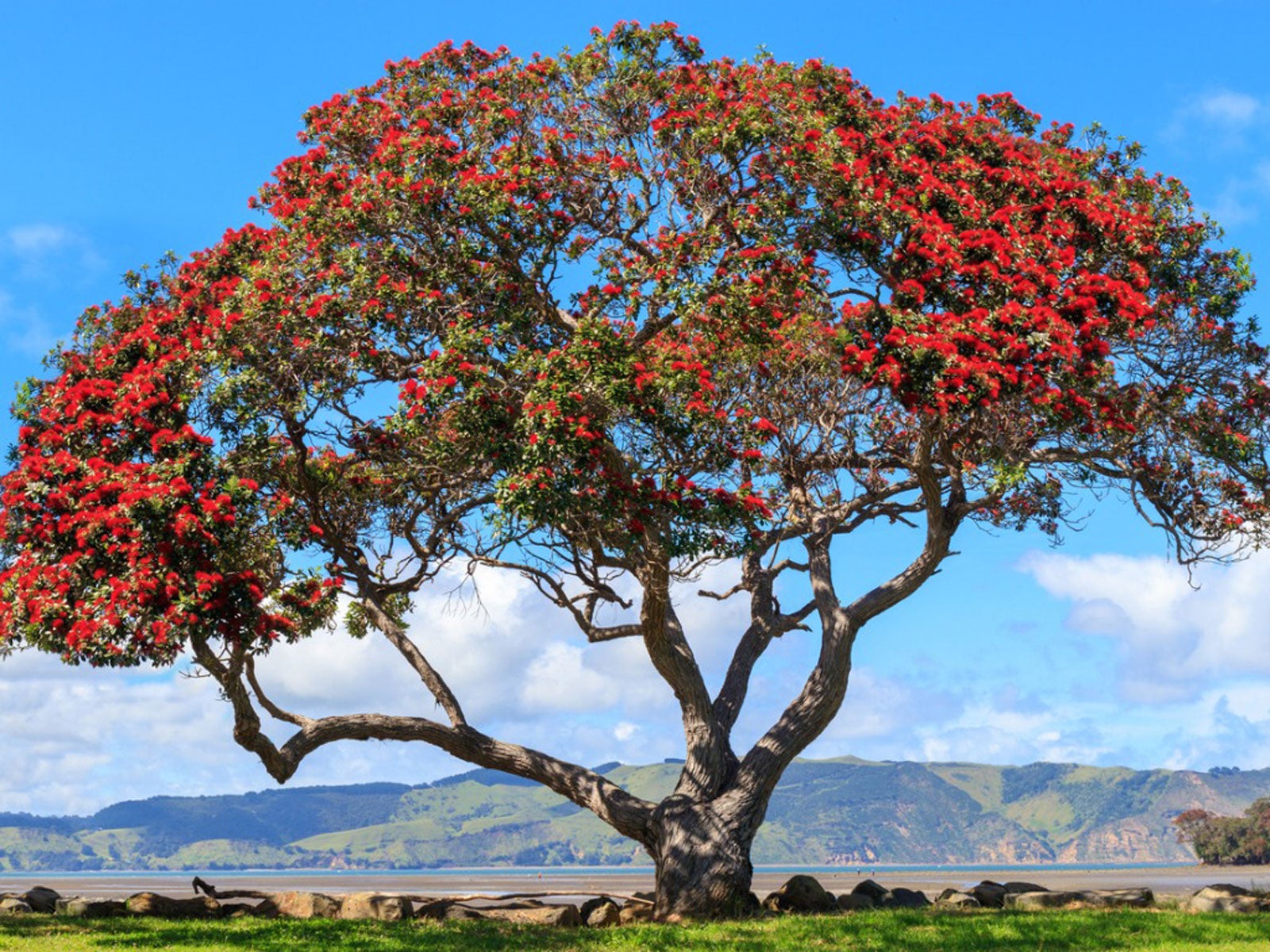 Pohutukawa tree in flower