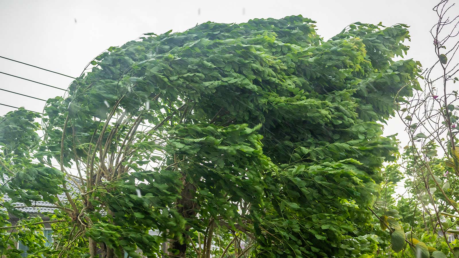 Tree secured against storm damage