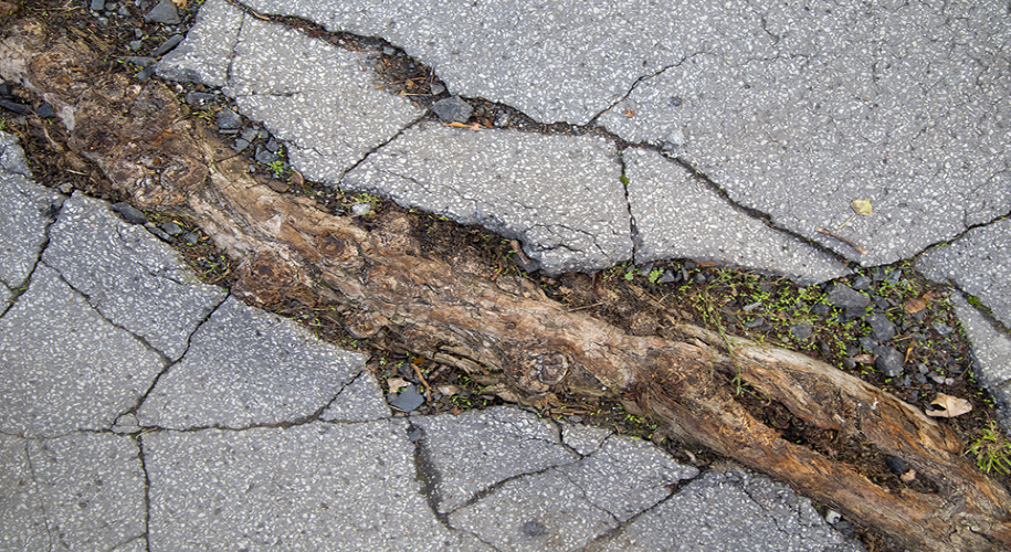 Tree roots near house foundations