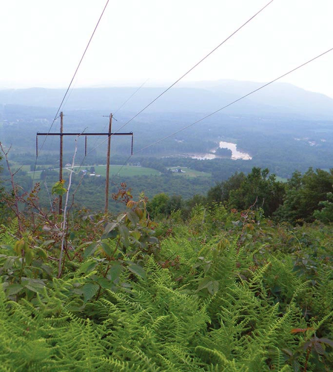 Trees growing near powerlines