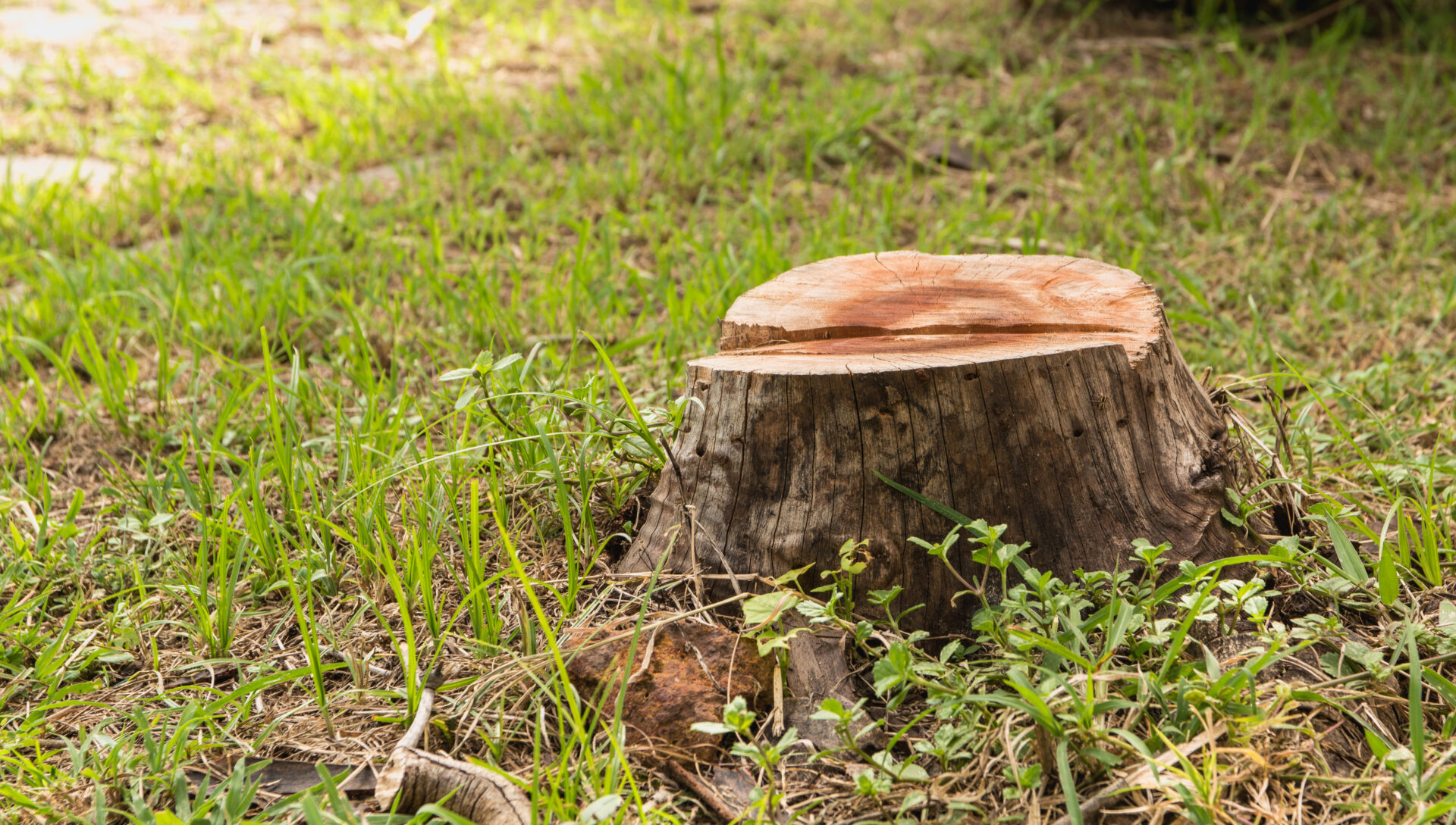 Tree stump left after a removal