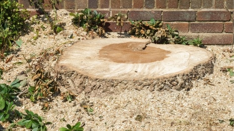 Grinding out a tree stump